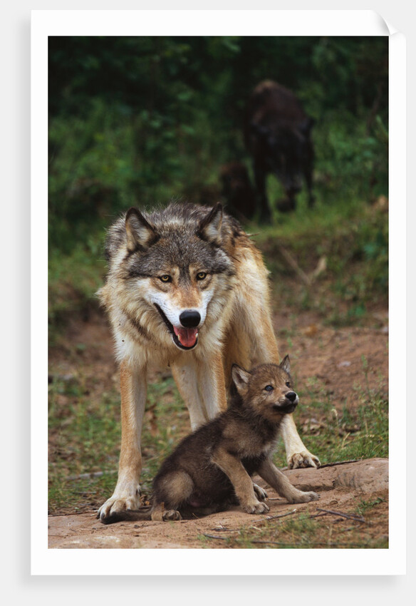 Grey Wolf with Pup by Anonymous