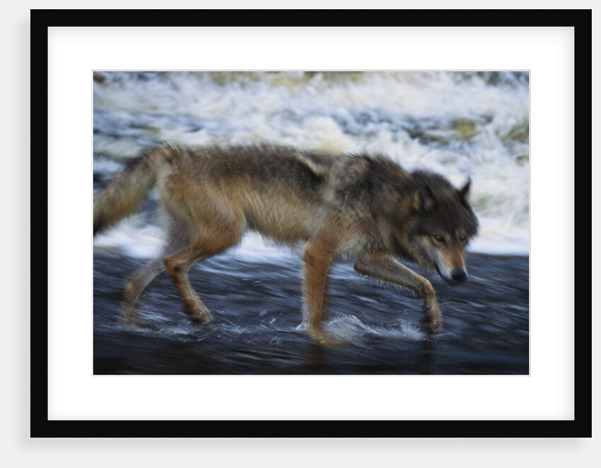 Gray Wolf in the Kettle River by Anonymous