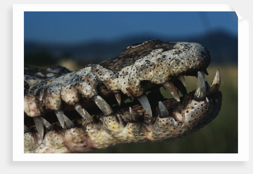 Mouth of an American Crocodile by Anonymous