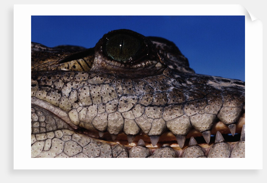 Eye of an American Crocodile by Anonymous