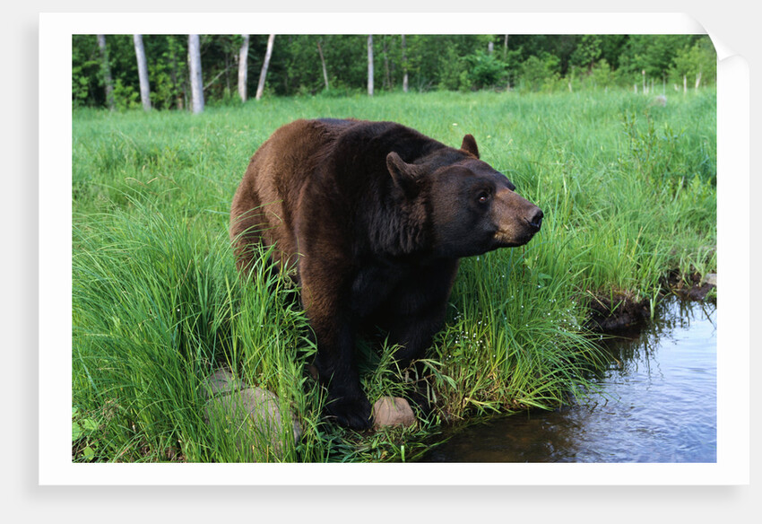 Black Bear by Anonymous