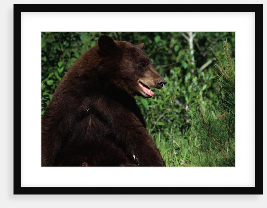 Black Bear by Anonymous