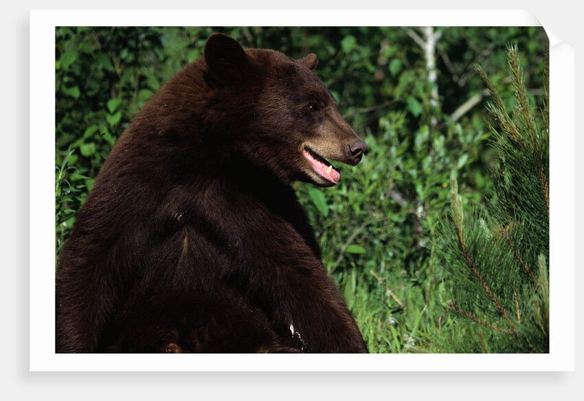 Black Bear by Anonymous