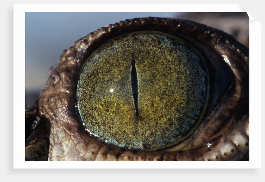 Close-up of American Crocodile Eye by Anonymous
