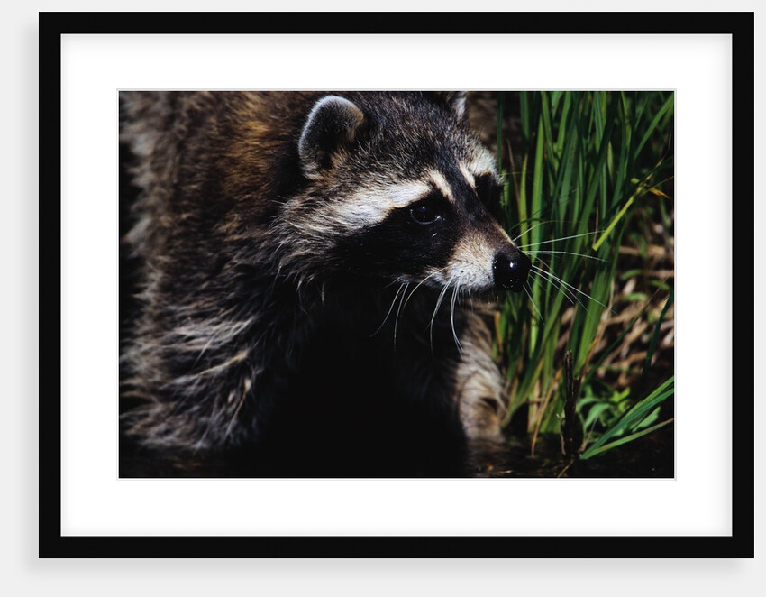 Raccoon by Anonymous