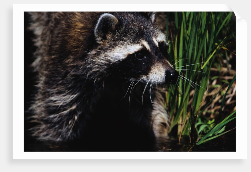 Raccoon by Anonymous
