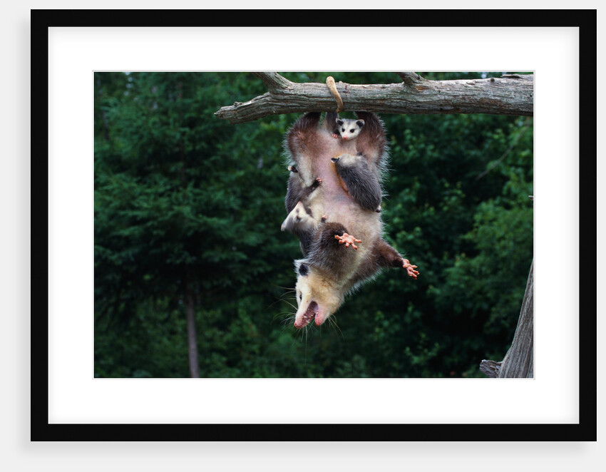 American Opossum with Young by Anonymous