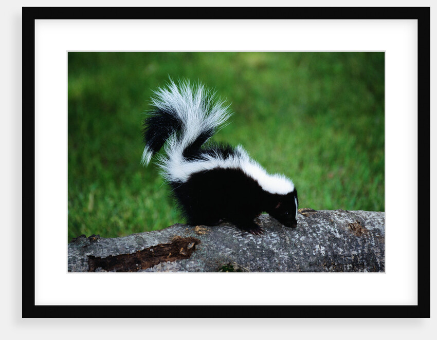 Striped Skunk by Anonymous