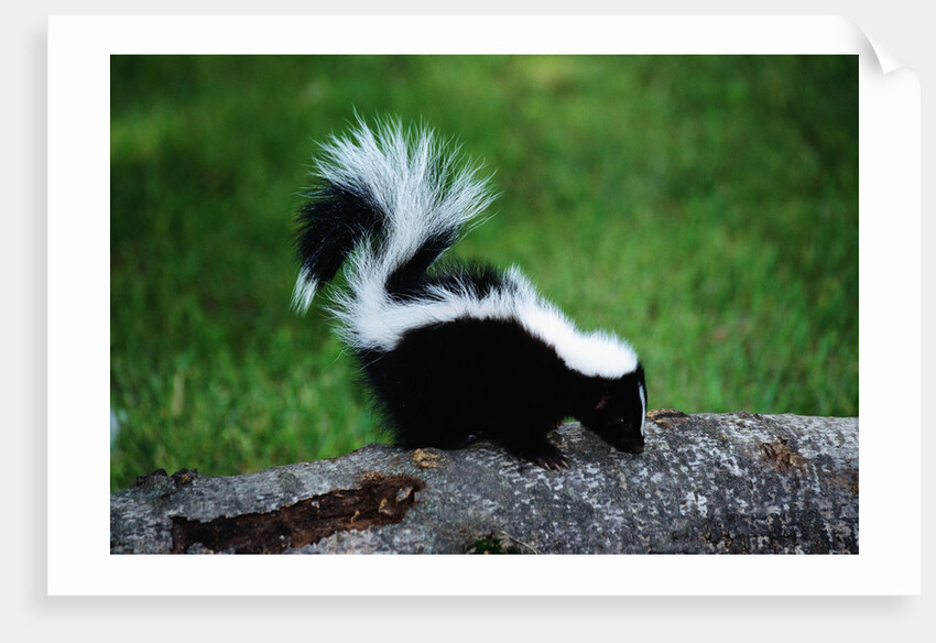 Striped Skunk by Anonymous