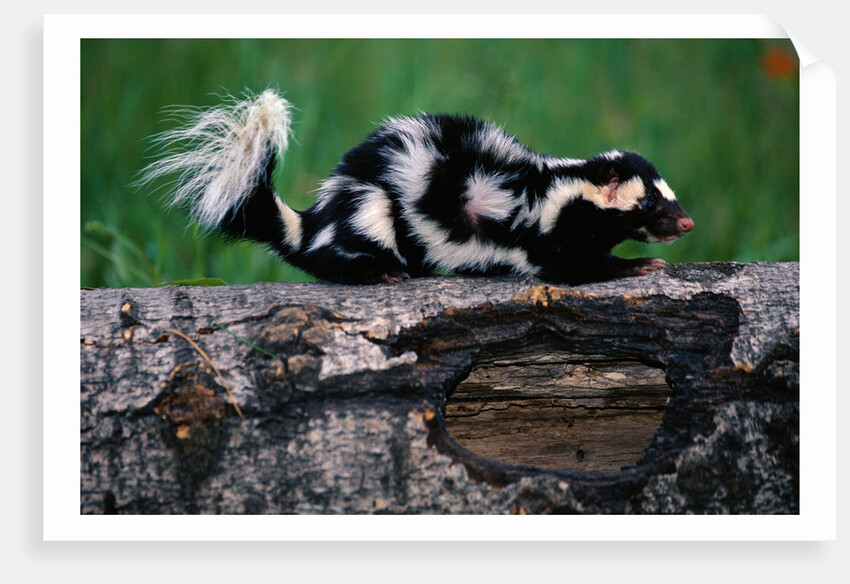 Eastern Spotted Skunk by Anonymous