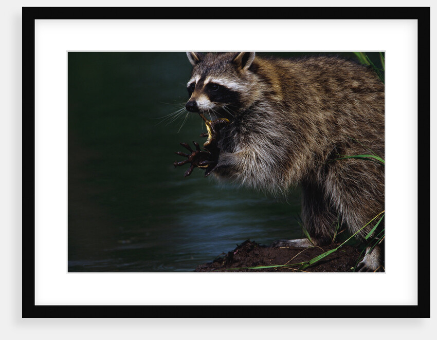 Raccoon Eating a Leopard Frog by Anonymous