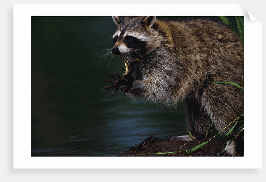 Raccoon Eating a Leopard Frog by Anonymous