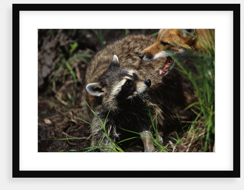 Red Fox Threatening Raccoon by Anonymous