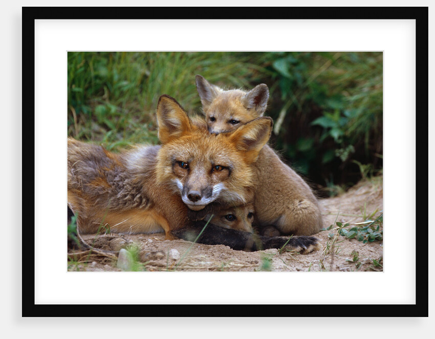 Mother Red Fox and Pups by Anonymous