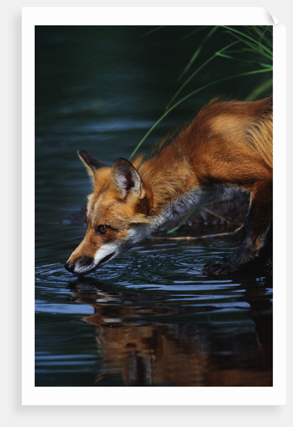 Red Fox Drinking Water by Anonymous
