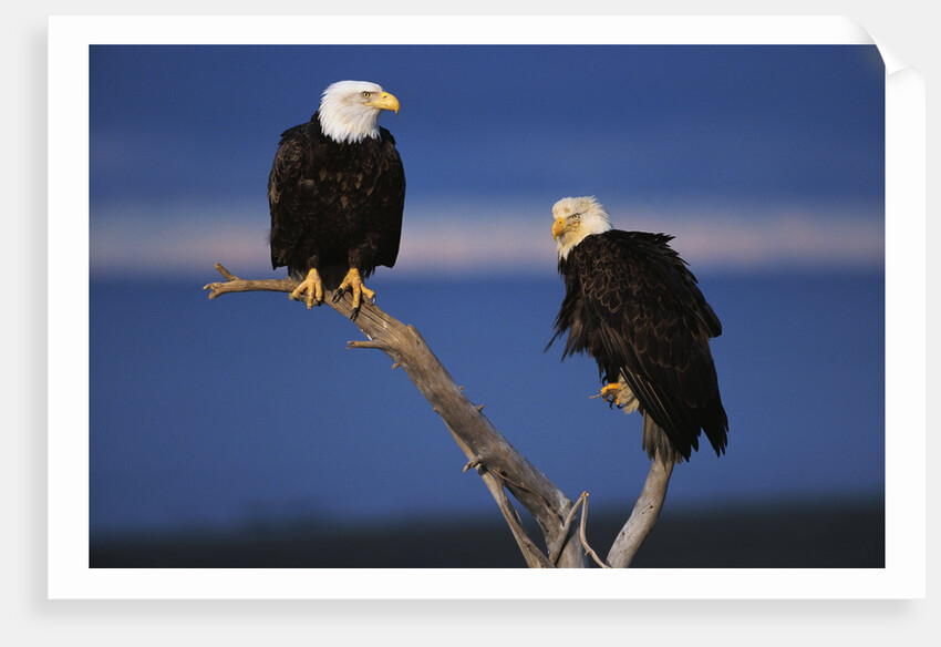 Bald Eagles Perching by Anonymous