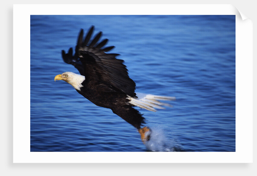 Bald Eagle Grabbing a Fish by Anonymous