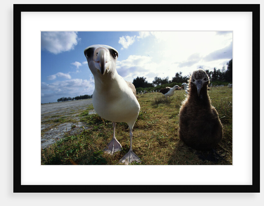 Laysan Albatrosses by Anonymous