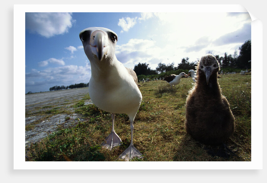 Laysan Albatrosses by Anonymous