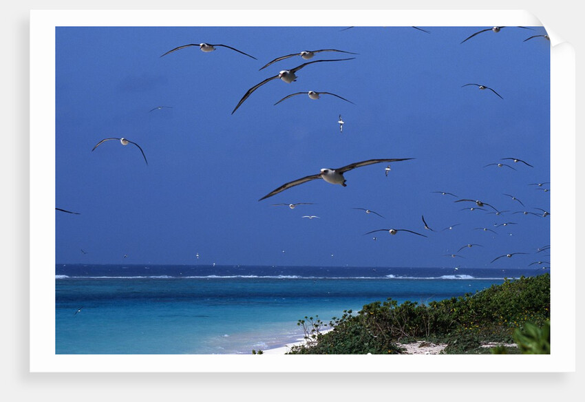 Laysan Albatrosses Flying by Anonymous