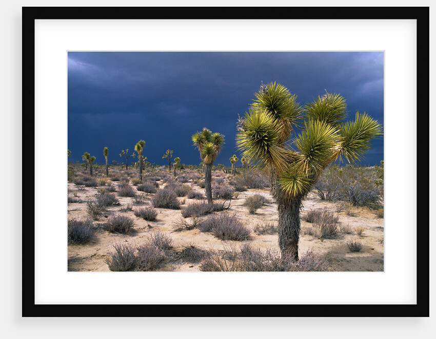 Storm Clouds Over Joshua Trees by Anonymous