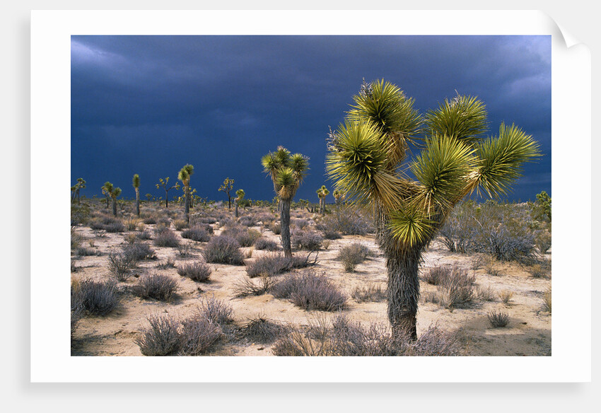 Storm Clouds Over Joshua Trees by Anonymous