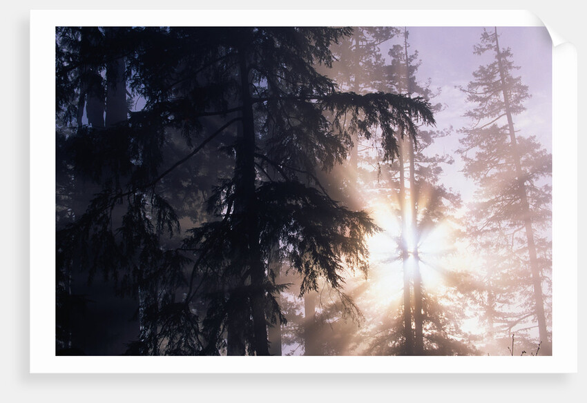 Redwood Forest with Early Morning Fog by Anonymous