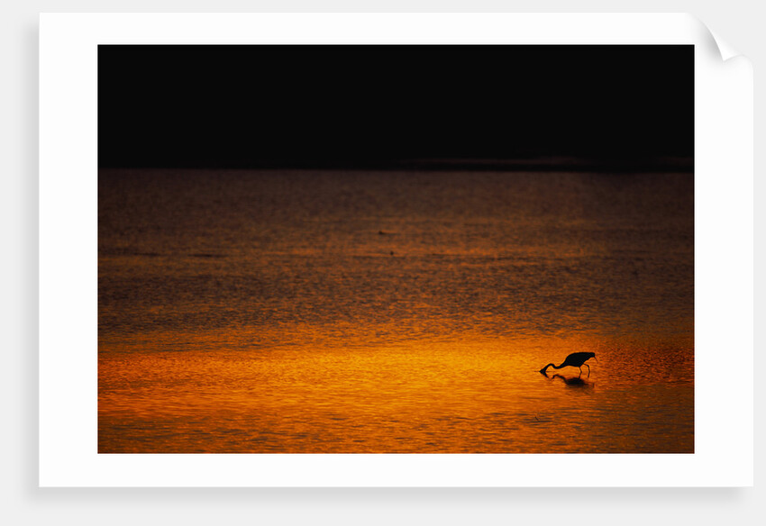 Heron Feeding at Sunset by Anonymous