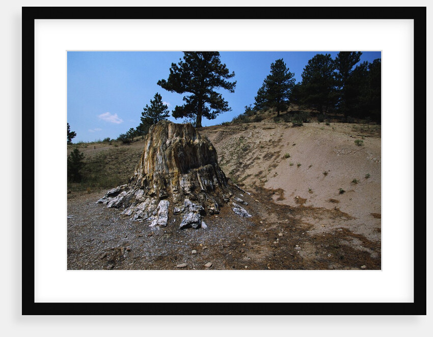 Petrified Redwood in Florissant Fossil Beds National Monument by Anonymous