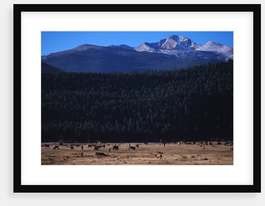 Elk Herd near Long's Peak by Anonymous