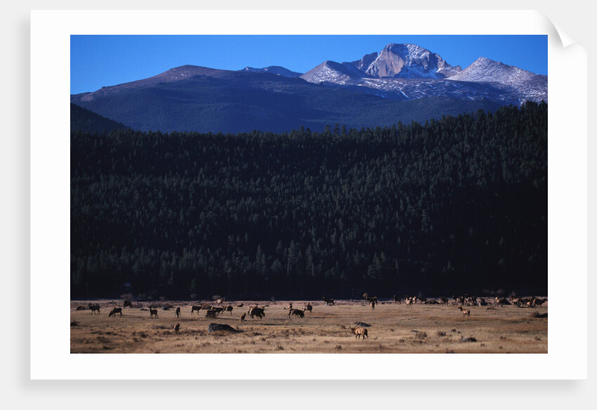 Elk Herd near Long's Peak by Anonymous
