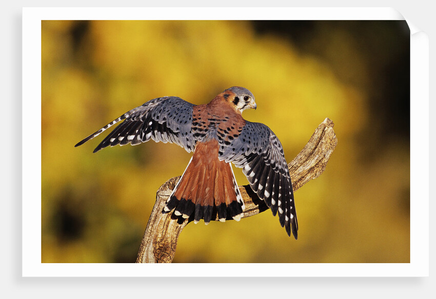 American Kestrel by Anonymous