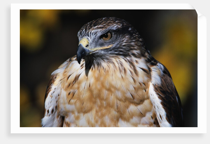 Ferruginous Hawk by Anonymous
