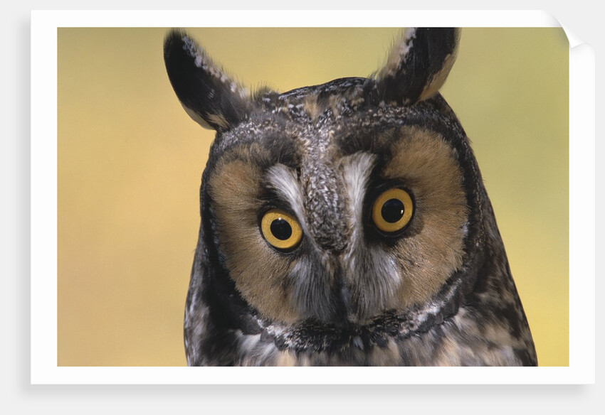 Long-Eared Owl by Anonymous