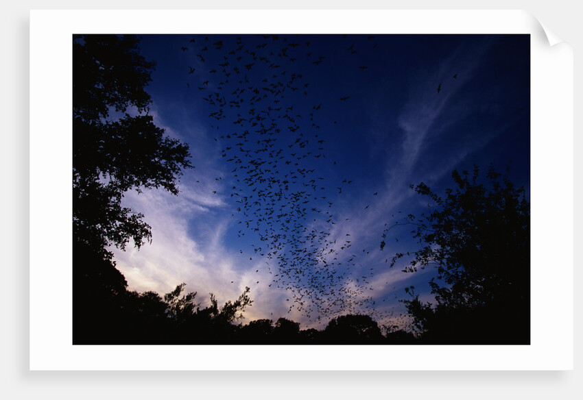 Mexican Freetail Bats near Bracken Cave by Anonymous