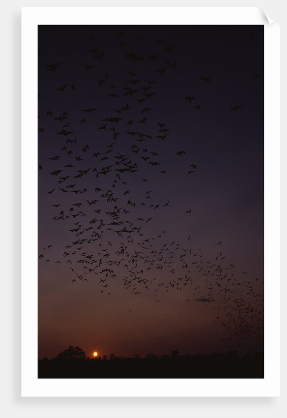Mexican Freetail Bats at Night by Anonymous