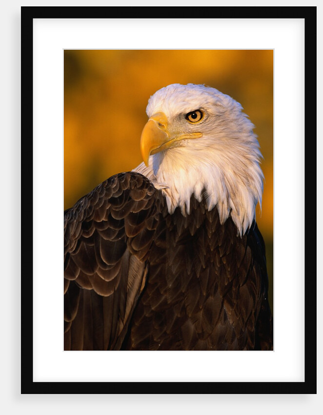 Bald Eagle by Anonymous