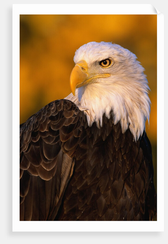 Bald Eagle by Anonymous