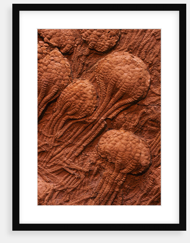 Crinoid Fossils by Anonymous