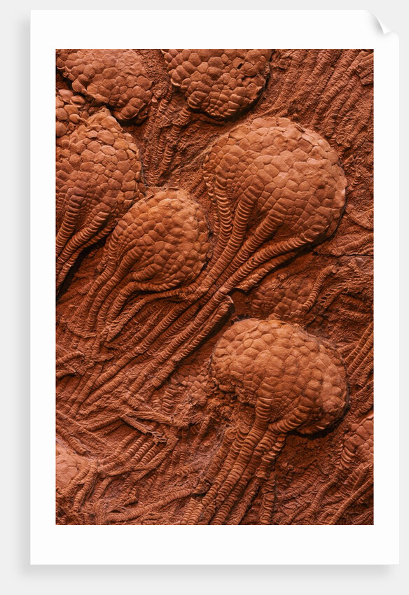Crinoid Fossils by Anonymous