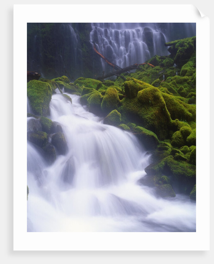 Mossy Rocks at Proxy Falls by Anonymous
