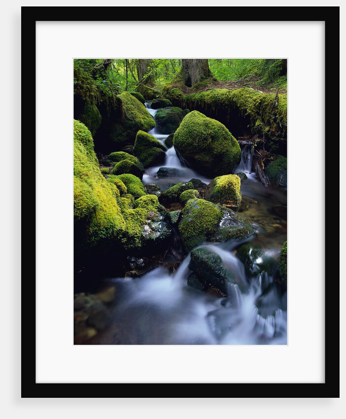 Forest Stream by Anonymous