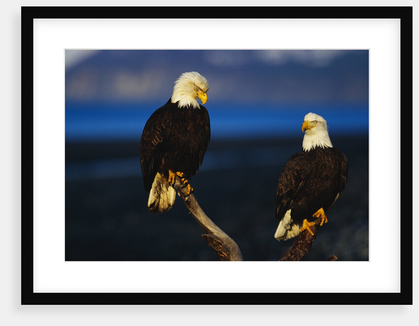 Bald Eagles Perched on a Snag by Anonymous