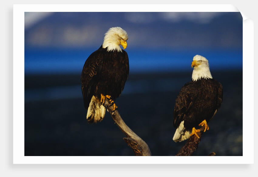 Bald Eagles Perched on a Snag by Anonymous