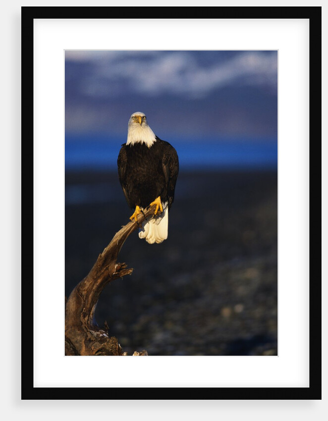 Bald Eagle Perched on a Tree by Anonymous