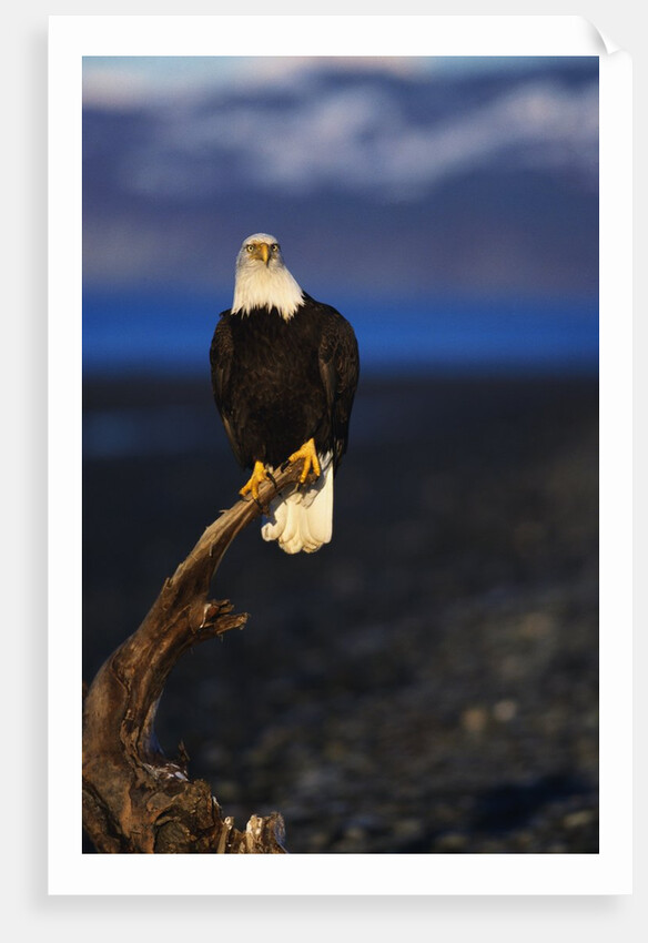 Bald Eagle Perched on a Tree by Anonymous
