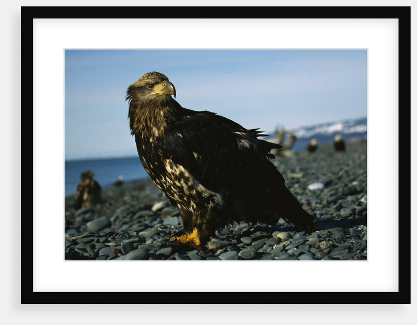 Juvenile Bald Eagle by Anonymous