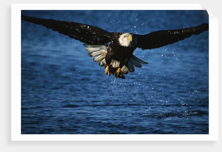 Bald Eagle with Fish in Talons by Anonymous