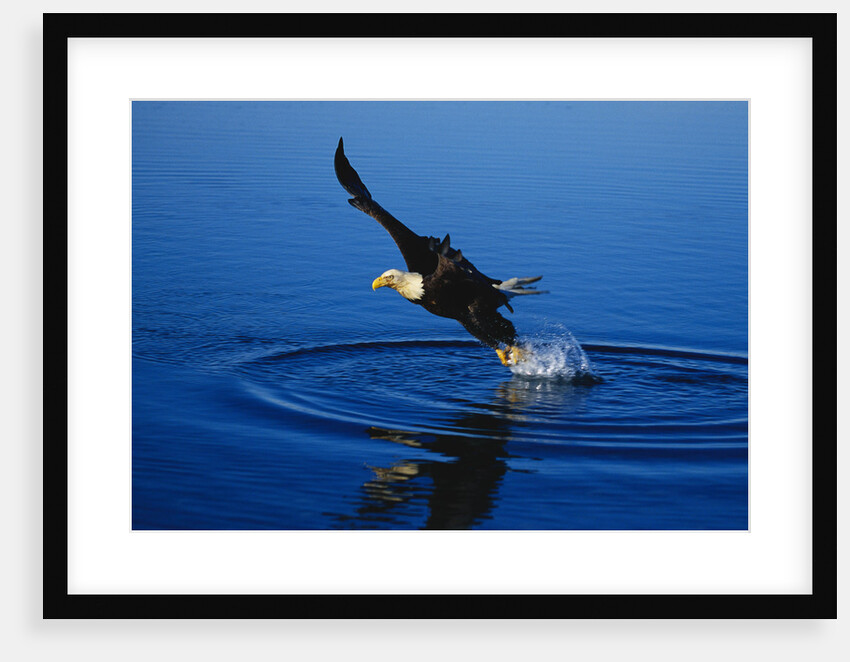 Bald Eagle Catching a Fish by Anonymous