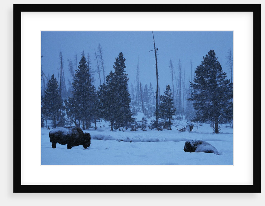 Bison in Snow by Anonymous